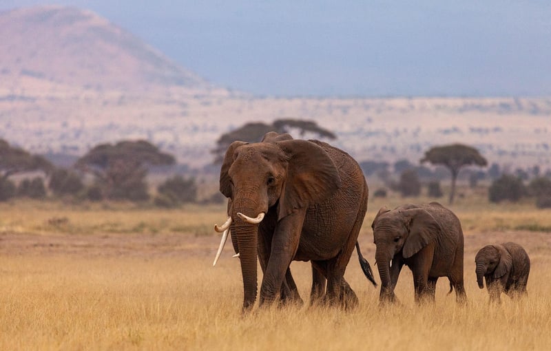 African Safari
